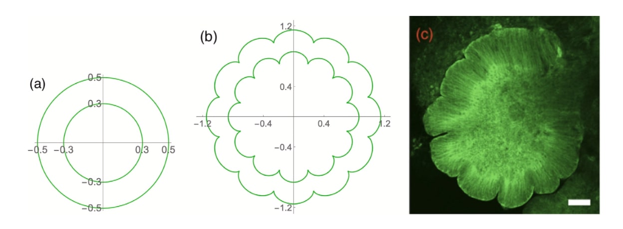 Brain Organoid